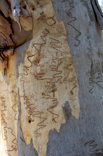 AustraliaEast 10  083